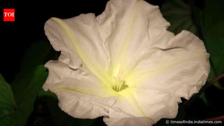 White Flowers For Moon Gardens: Five blooms that glow after dusk; how to grow them