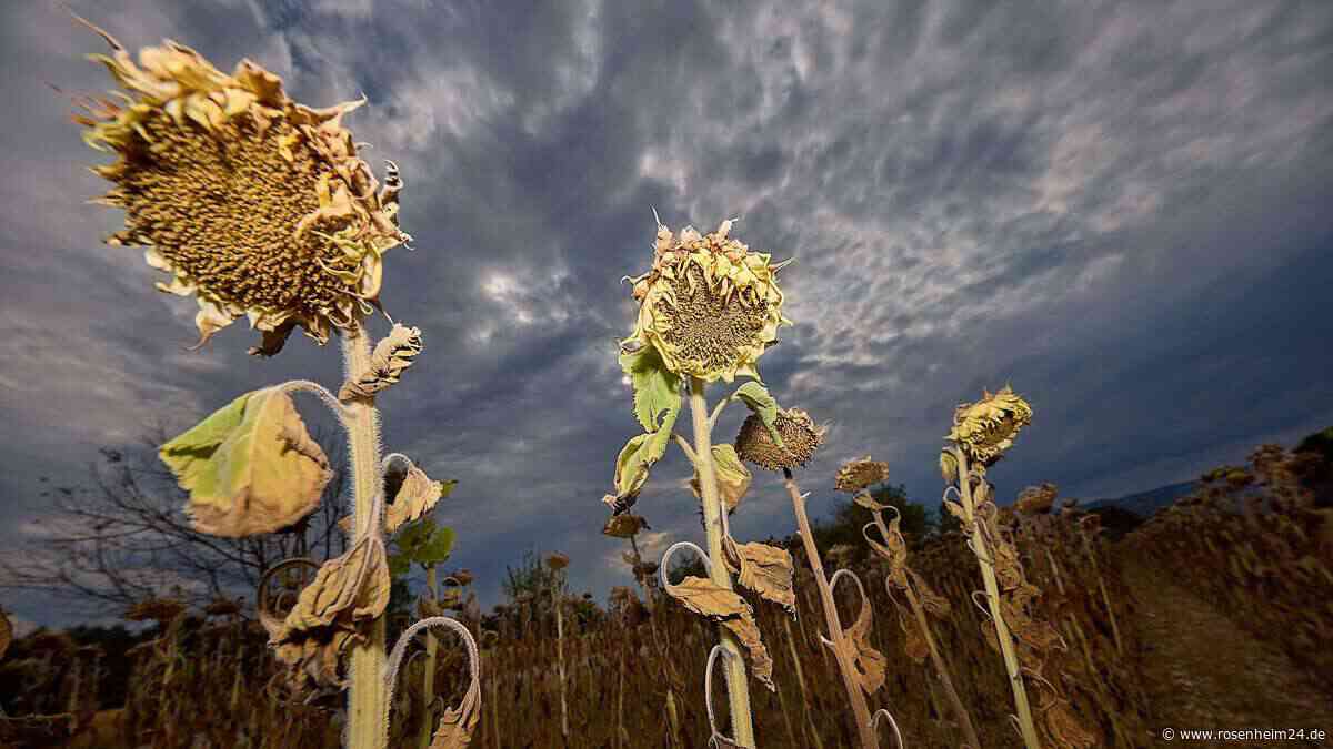 „Das macht mir Angst“: So leiden Landwirte aus Kolbermoor unter Trockenheit und Hitze