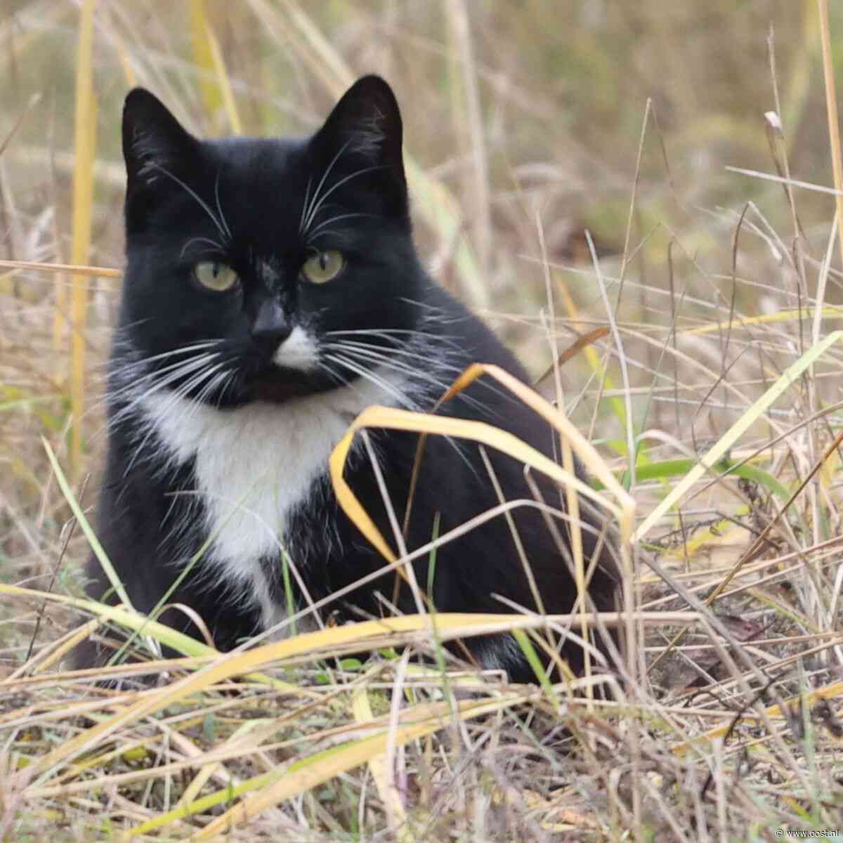 Grote weerstand tegen Overijsselse overweging om zwerfkatten af te schieten