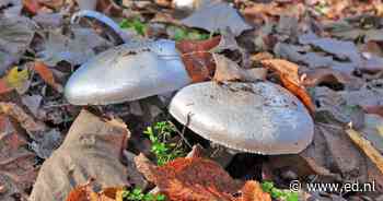 Ko Dousma geeft in Heeze lezing over paddenstoelen en hun rol in de natuur