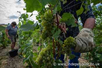 Champagne growers race against time as heatwaves force earliest harvest ever