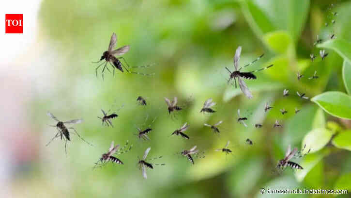 5 natural ways to keep mosquitoes away from your home