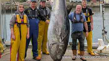 Huge bluefin tuna is caught in the North Sea off the east coast for first time in 90 years