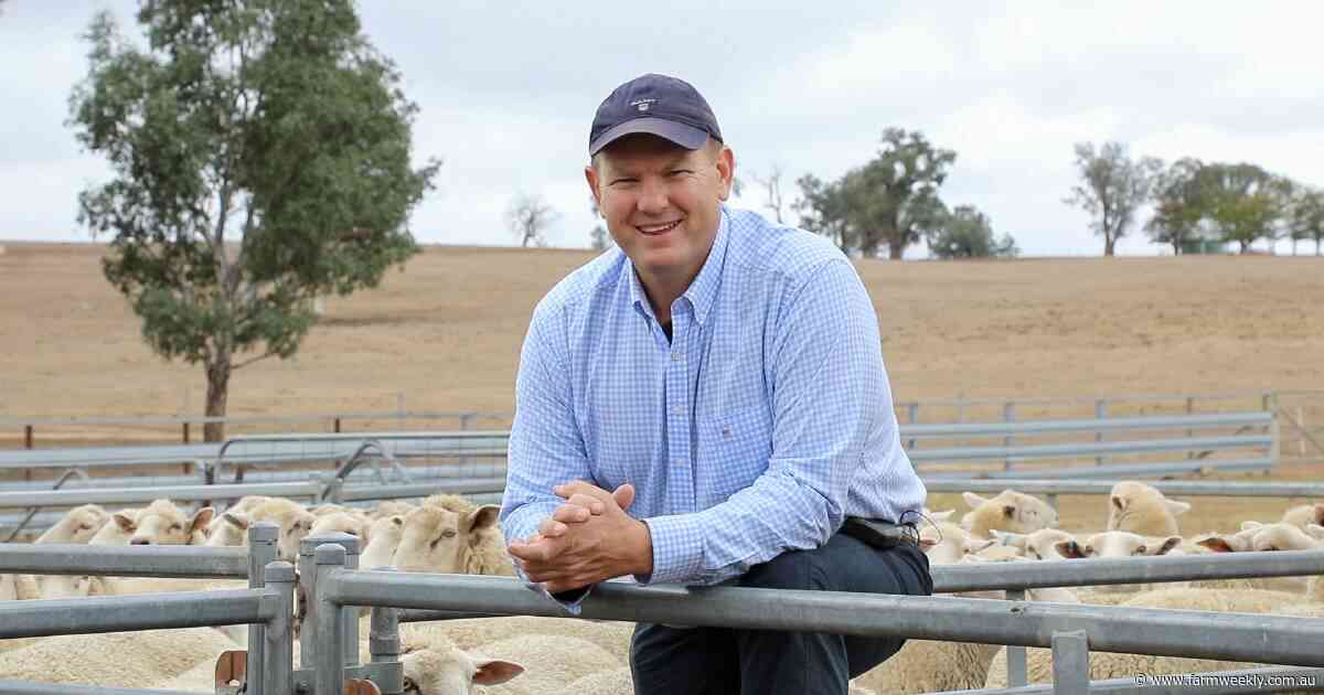How WA sheep producers can rebuild their flocks, while boosting turn-off
