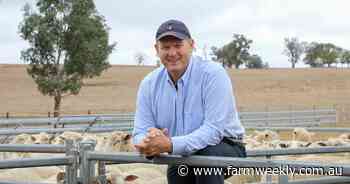 How WA sheep producers can rebuild their flocks, while boosting turn-off