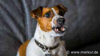 Beißt Ihr Hund „ohne Vorwarnung“? Dann haben Sie diese 7 Signale übersehen