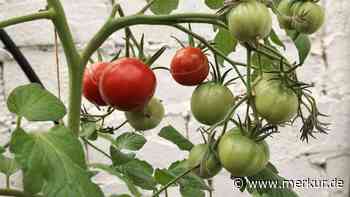 Unreife Tomaten? Mit diesen 5 Tricks reifen sie nach