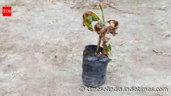 Indoor plant leaves turning brown despite enough sunlight? Hidden problems could be the real cause