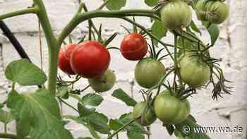 Unreife Tomaten? Mit diesen 5 Tricks reifen sie nach