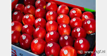 Eerste commerciële oogst van Poolse SnapDragon-appels