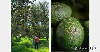 Eosta breidt aanbod biologisch geteelde Raingrown avocado’s uit
