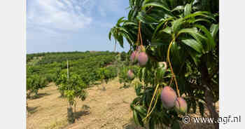 Spaans mangoseizoen begint week eerder met 20% kleinere oogst