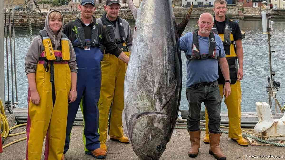 Huge bluefin tuna is caught in the North Sea off the east coast for first time in 90 years