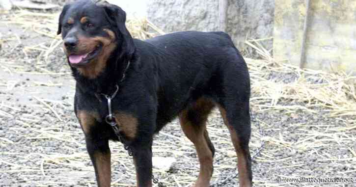 Sono stufo di sentire che la gestione del cane sia la risposta a tutto: certi rischi non si possono eliminare