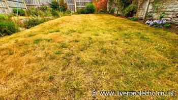 Gardeners can help yellow lawns grow back greener with 1 crucial task in August