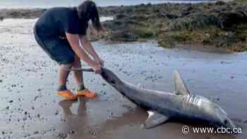 Teen saves a shark that washed up on N.B. beach | The Moment