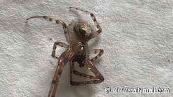 Britain's most dangerous spider strikes again: Woman in Kent is left with a 'crater' in her leg after a bite from a false widow that was 'hiding on a clothes peg'