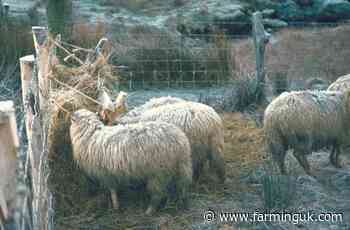 Welsh sheep dip guidance set for overhaul