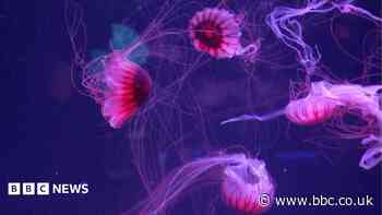 Jellyfish mesmerise in their own museum in Florida