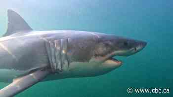 Does Nova Scotia need shark-detecting drones?
