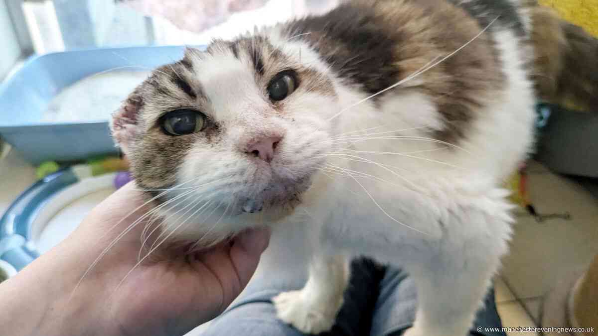 Battersea vets issue 'serious reminder' to owners of cats with white fur