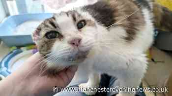 Battersea vets issue 'serious reminder' to owners of cats with white fur