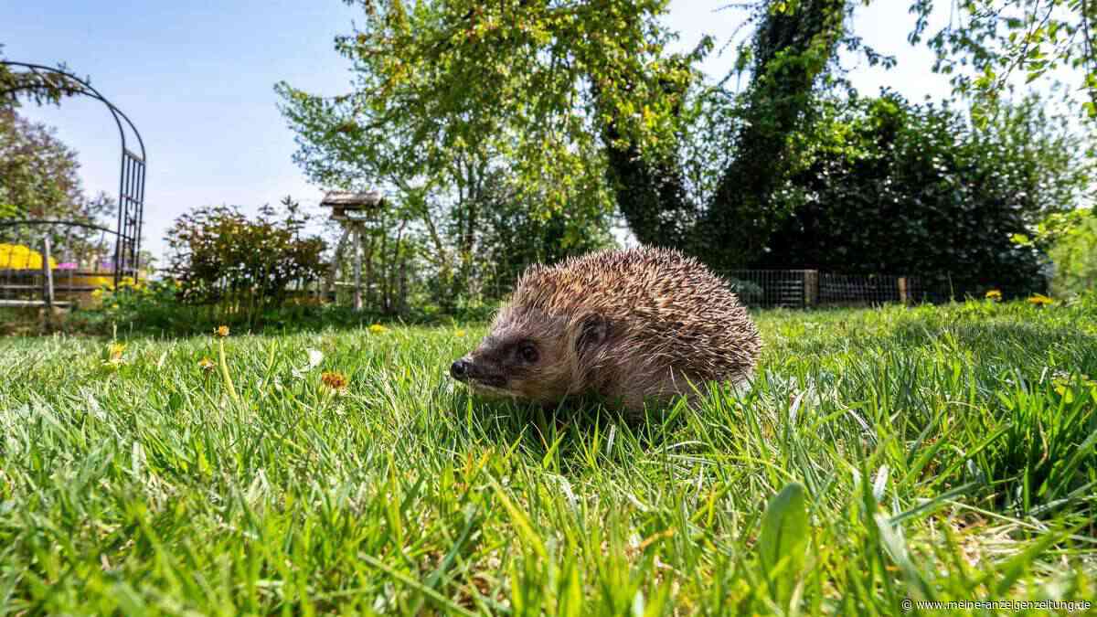 Wärmepumpe und Co.: Wenn Rohre zur Gefahr für Igel werden