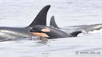 Proposed changes to endangered species law would 'stab it to death,' says scientist
