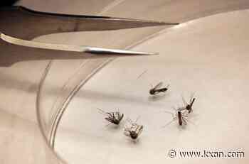 Williamson County confirms first human case of West Nile virus in 2026