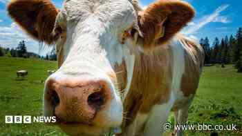 Northern Ireland farm profits topped £1bn in 2025