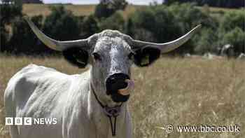 Rare cows part of estate's rewilding project