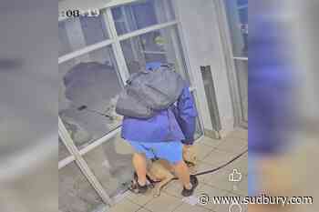 Dog seized, arrest warrant issued after abuse captured on CCTV