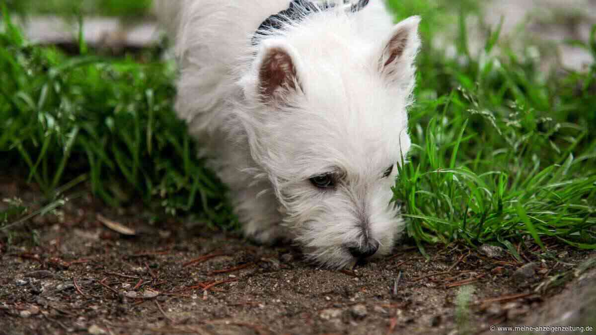 Warum Hunde beim Gassigehen nicht ständig weiterlaufen sollten