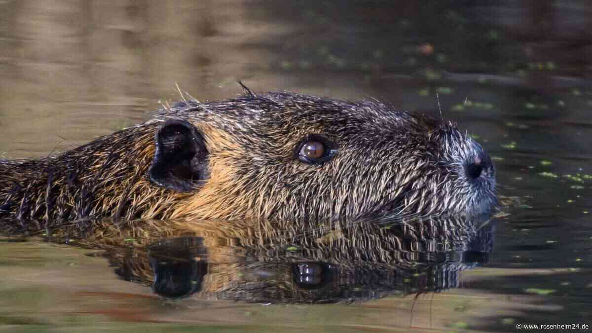 Einmaliger Vorfall im Landkreis Rosenheim: Biber beißt Schwimmer im Waldsee