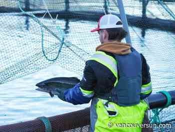 Opinion: In-ocean salmon farming and wild salmon stewardship go hand-in-hand