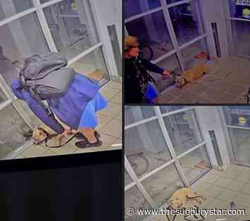 Police in Sudbury looking for man who abused dog