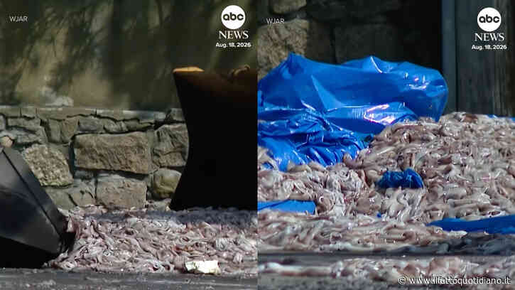 “Un odore nauseabondo, è lo Squidpocalypse”: venti tonnellate di calamari riversate in strada dopo il ribaltamento di un camion