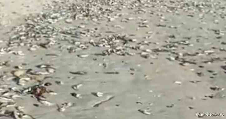 Mystery virus kills thousands of fish