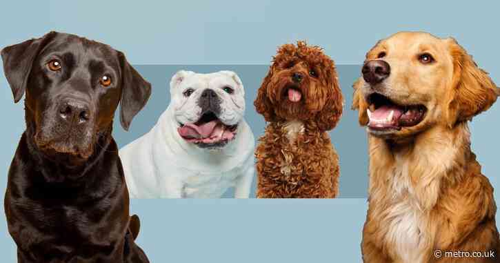 Say goodbye to the cockapoo, the next de rigueur dog is here