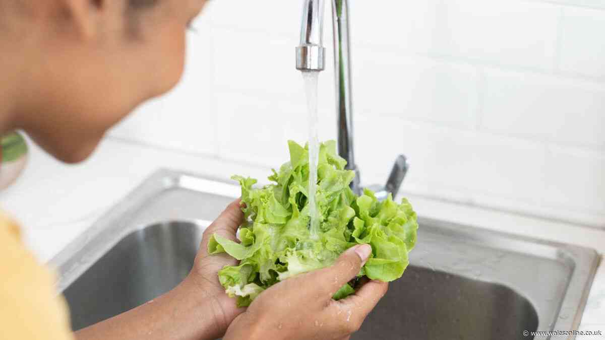 'Best' way to keep lettuce fresh for longer involves wrapping it in 1 household item