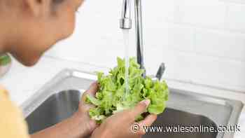 'Best' way to keep lettuce fresh for longer involves wrapping it in 1 household item