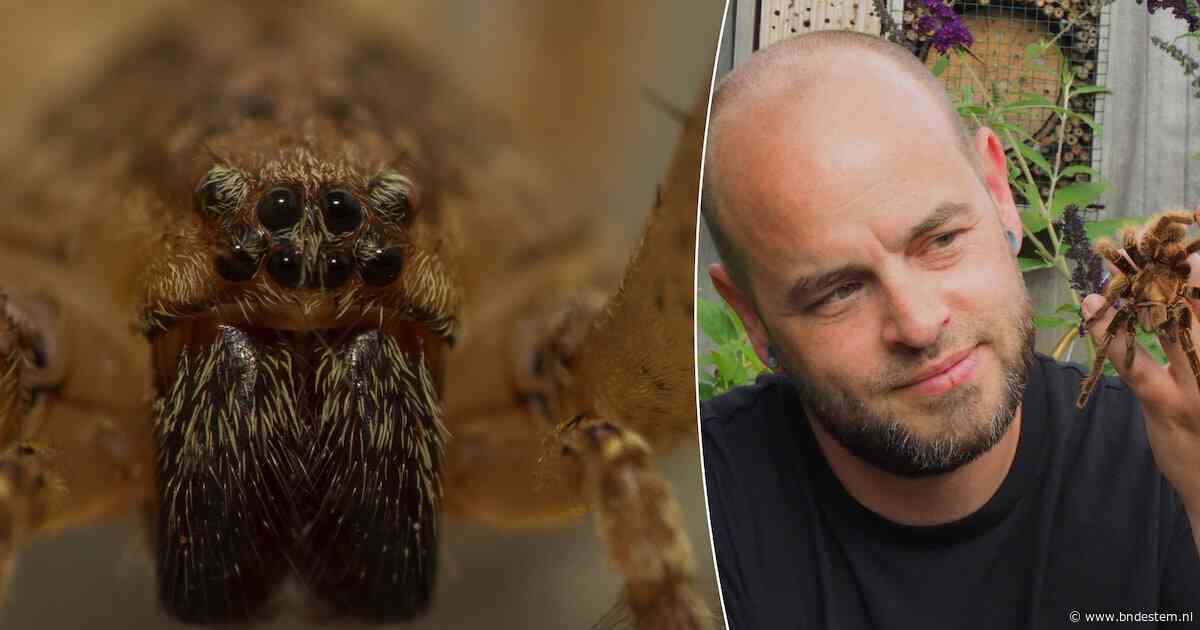 Extra veel kleine spinnetjes dit jaar? Dat heeft alles te maken met de warmte, zegt deze spinnenexpert