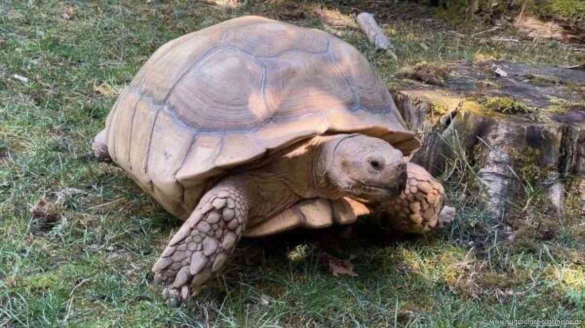 Riesige Schildkröten und giftige Loris: Diese besonderen Tiere leben im Zoo Augsburg