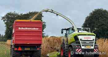 In Holten gaat de mais al van het land: ‘Laat je het staan, dan gaat het straks kapot’