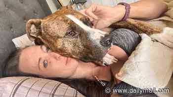 Kind-hearted nurse saved stray pit bull from euthanasia... only for dog to maul her so badly she still can't use her arm months later