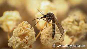 First case of brain-swelling mosquito virus detected in New York... as cases are on the rise nationwide