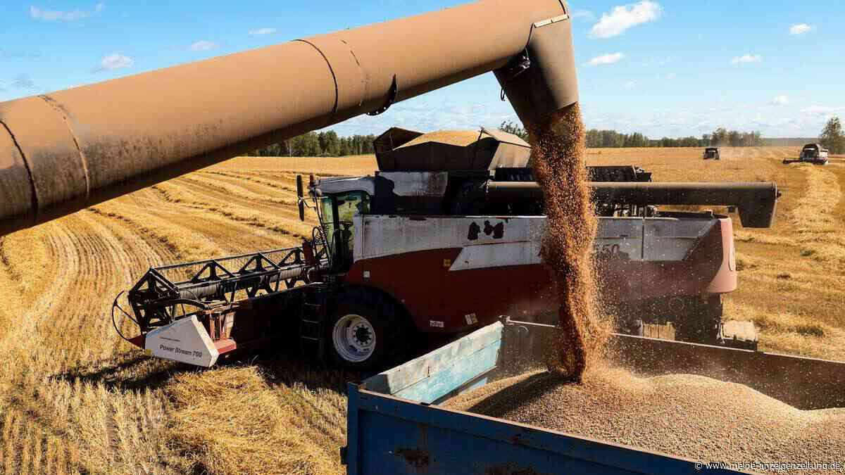 Weizen als Waffe? Branchen-Chef warnt vor Putins Kurs