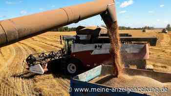 Weizen als Waffe? Branchen-Chef warnt vor Putins Kurs