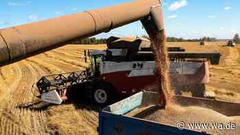 Weizen als Waffe? Branchen-Chef warnt vor Putins Kurs