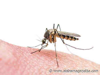 Late-Summer Mosquito Activity Remains a Threat as World Mosquito Day Arrives